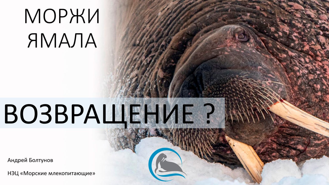 Ямал_лето_2024