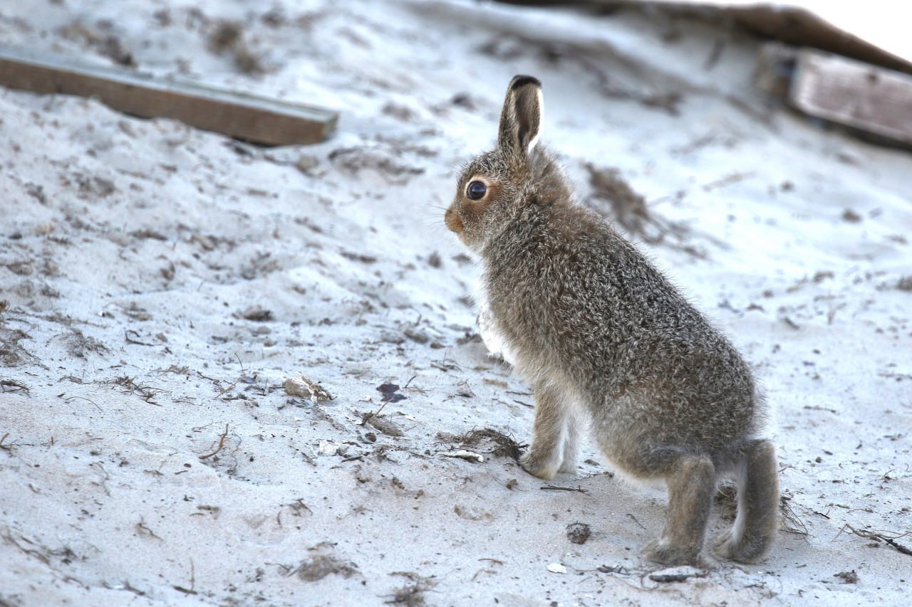 Ямал_лето_2024