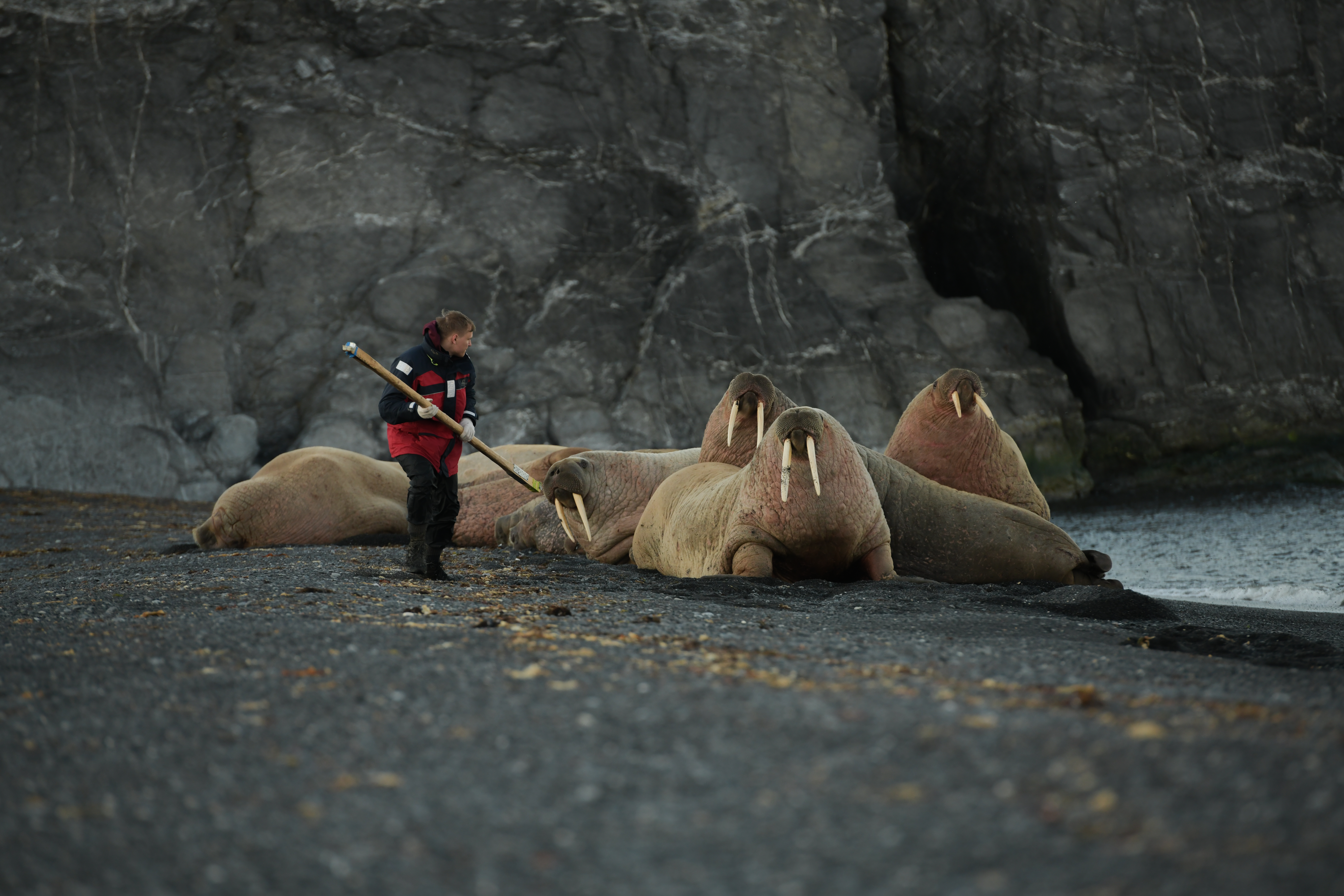 Vaigach